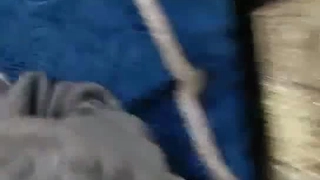 《探总奉上》老白菜败败火